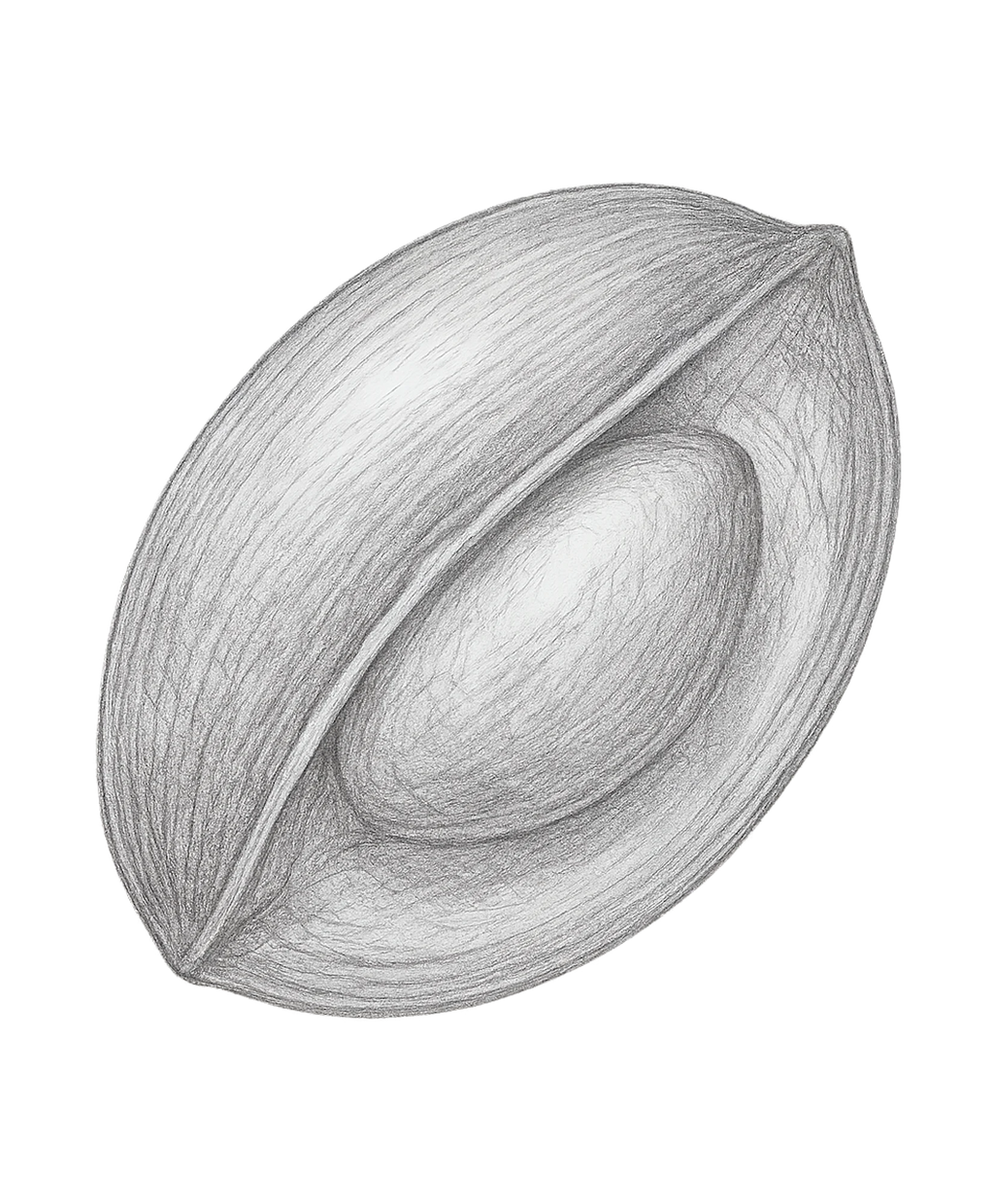 Chleopatra argan olie argania spinosa 5714321000001 nød